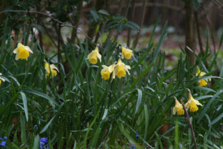 Narcissus pseudonarcissus lobularisWilde narcis bestellen